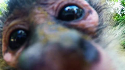 Monkey snatches GoPro to take selfies