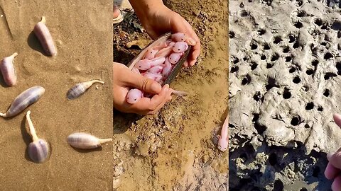 ASMR Hunting Sea Animals Around the Beach