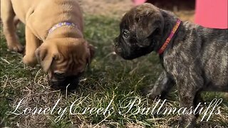 Bullmastiff Puppies Playing Outside - Serendipity Litter