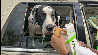 Great Danes Love Going Out For a Burger Fi Cheese Burger