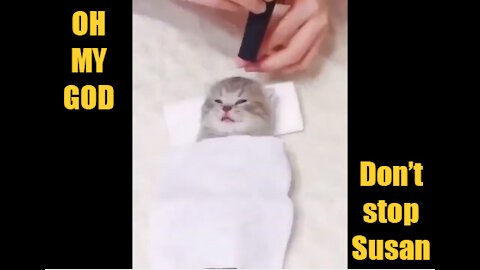 Kitty goes to the spa [cuteness overload]