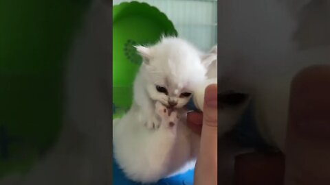 Cats lover #ytshorts #shorts #PetpupFun #Fun #Dogs #Cats #Entertaiment #trending #viral