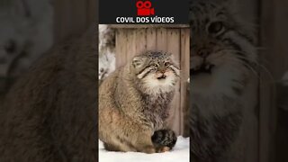 raça dos gatos gorduchos