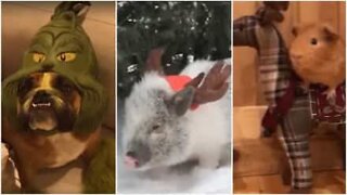 Dyr i julestemning