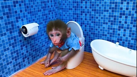 Baby monkey Bon Bon go to the toilet and playing with the puppy So cute, funny animal video