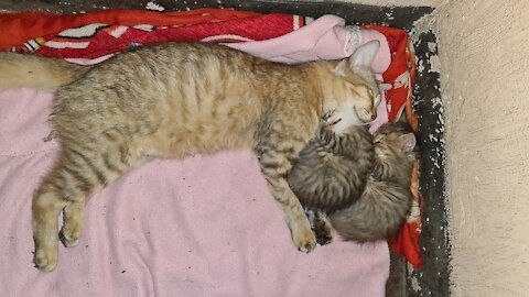 kittens sleep with their mother