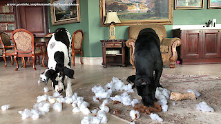 Great Danes Have Squeakectomy Fun In Toy Stuffing Snow