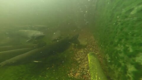 Took Some GoPro Footage Of The Catfish Today