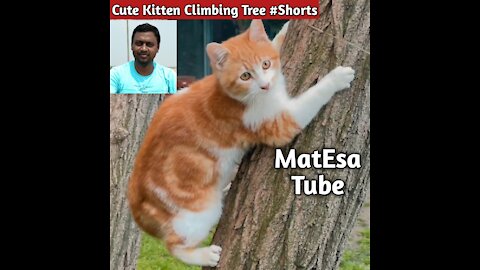 Cute Kitten Climbing Tree #Shorts