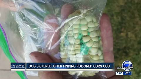 Dog sickened after finding poisoned corn cob