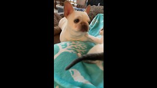 French Bulldog Wants Mom’s Lap; Kitten Just Wants To Play
