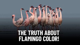 The Pink Phenomenon: Unraveling the Mystery of Flamingos