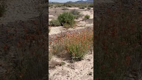 DESERT FLOWERS IN BLOOM