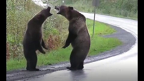 Two bears fight on the road