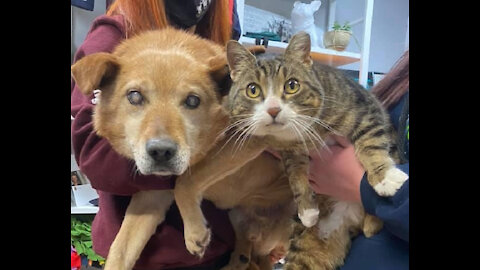 Blind dog, ‘seeing eye cat’ surrendered to Alberta animal shelter in need of loving home