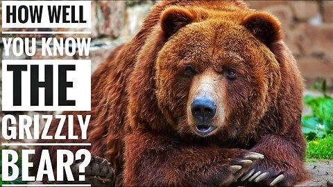 Grizzly Bear || Description, Characteristics and Facts!