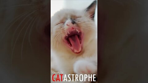 #CATASTROPHE - Sleepy Kitten