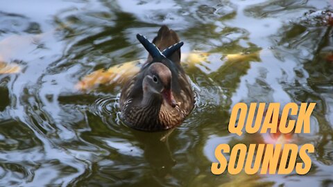 Quack Sound Duck | Quacking Sounds of Ducks | Kingdom Of Awais