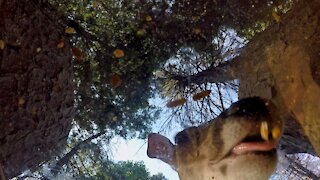 White Tailed Deer - Mouth Cam - Feeding