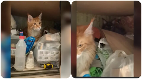 Cats climbed into the pantry