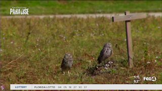 Nesting season for burrowing owls begins