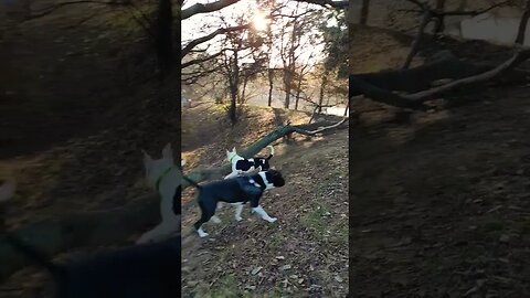 #dogs #run #foryou #viral #viralvideo #nature