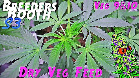 Breeders Booth S3 Ep. 6 | Veg Weeks 9 & 10 | Veg Feed With Dry Nutrients ( Goodbuds Genetics )