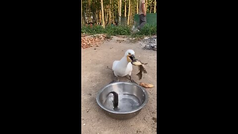 Duck Eating fish