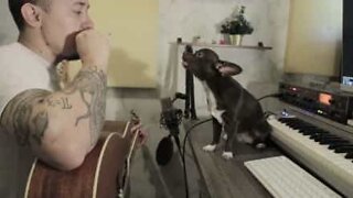 Chihuahua é um talento musical do mundo canino