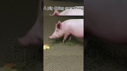 A pig doing something | ModelScope Text to Video Synthesis