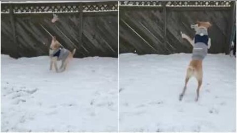 Den här hunden vägrar vara inomhus när det snöar!