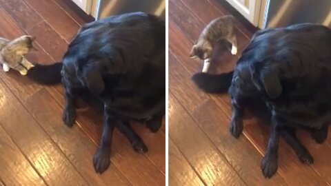 Big Doggy Confused By Kitten Playing With Its Tail