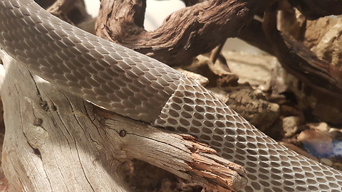 Pet Snake Sheds His Skin On Camera