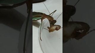 Mantis eating a waxworm