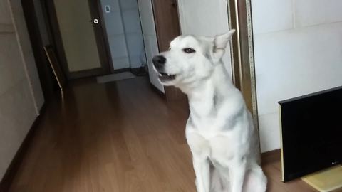 Husky howls every time the phone rings