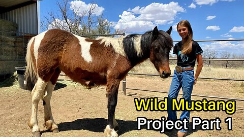 Marleys Wild Mustang Project Pt 1 - Mustang Heritage Youth TIP Challenge