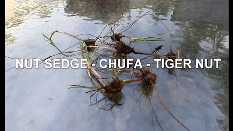 What Is Chufa - Nut Sedge - Tiger Nut and How to Eat It