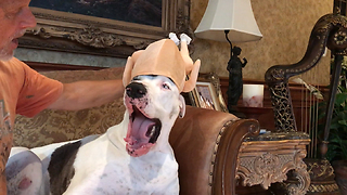 Great Dane not too thrilled about new turkey hat