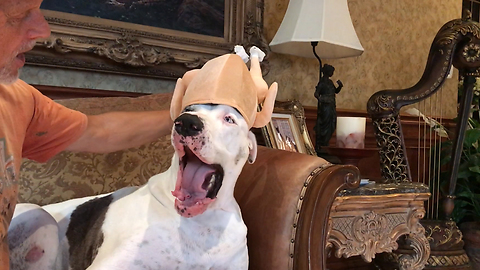 Great Dane not too thrilled about new turkey hat