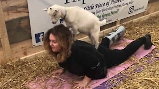 Cette chèvre veut se mettre au yoga