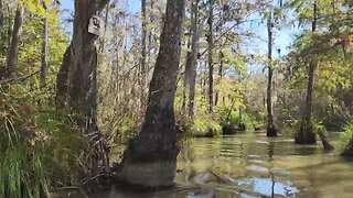 Honey Island Swamp