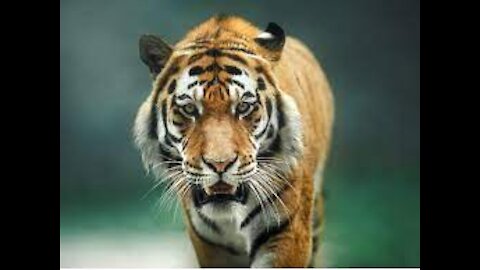 Homme Nager avec les Tigers à Dreamworld Tiger Australie Nadar con Tigres