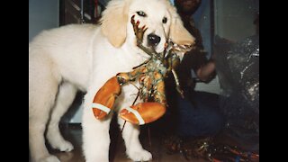 Our First Five Golden Retrievers