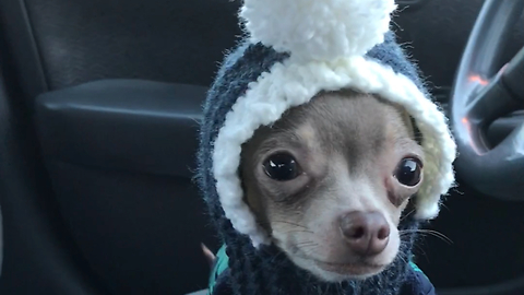 Adorable chihuahua frantically searches for owner