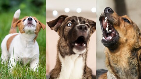HAVE YOUR DOG REACT TO THIS! Barking and Howling From Various Dogs