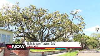 100-year-old “Lover's Oak” tree that survived Hurricane Irma faces being torn down