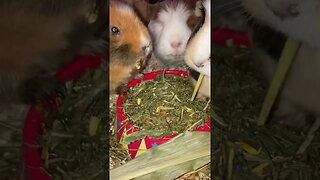 Guinea pigs Svea and Tibby love dried herbs