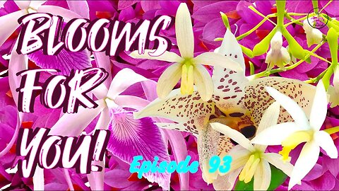 Orchid Updates | Orchid Bloom Dedications | Orchid Blooms for YOU! Episode 93 🌸🌺🌼#ninjaorchids