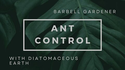 Controlling ANTS with diatomaceous earth and my other failed methods