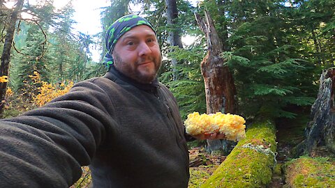 |4K| FORAGING 15lbs of Bears Head & Tooth MUSHROOMS!